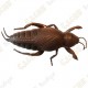 Cache "Insecto" - Cucaracha