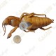 Cache "Insecto" - Cucaracha