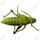 Cache "insect" - Grasshopper